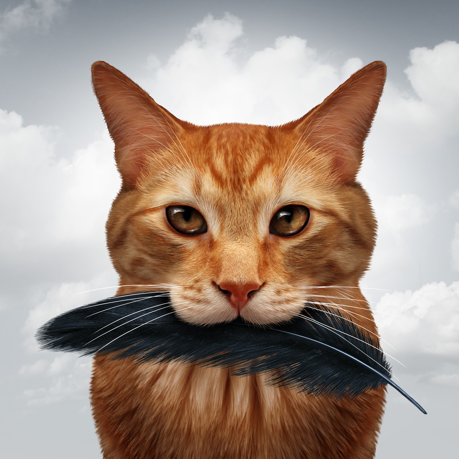 canstockphoto54149730 cat_feather